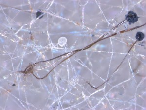 Rhizopus stolonifer